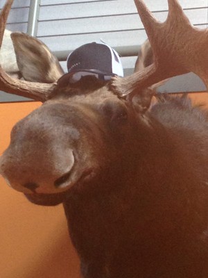 Moose-Element-Creative