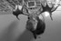 zoom-moose-bw