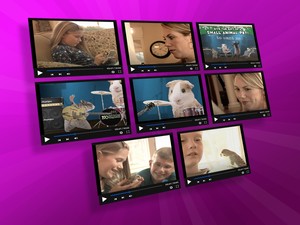 clever campaign example for pet products company central avian