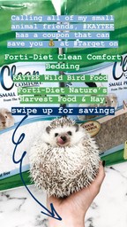 hedgehog influencer