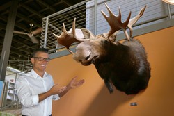 Element moose