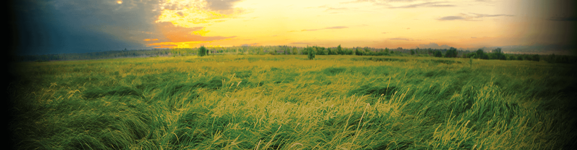 green pasture of 1855 beef farm