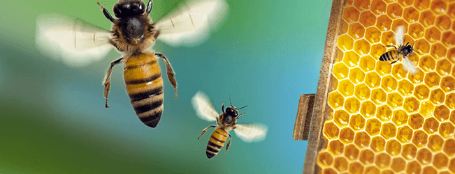 bees buzzing around a honeycomb